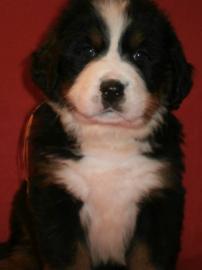 Berner Sennenhund Welpen mit Papiere