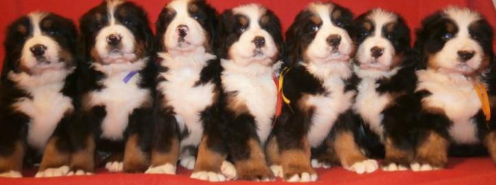 Berner Sennenhund Welpen mit Papiere