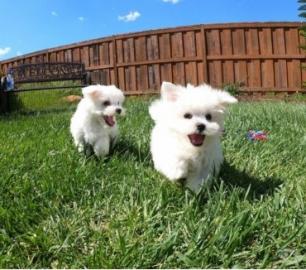 Maltese Cross Lhaso Apso