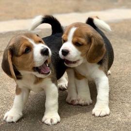 Wundersch?ne Beagle Welpen mit Papiere