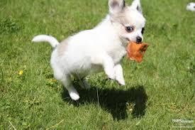 Super bildh�bsche Chihuahua-Welpen mit