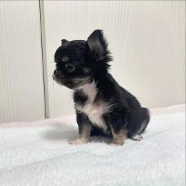 Wundersch�ne Chihuahua-H�ndin