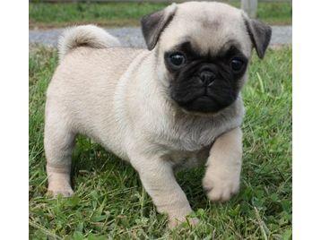Mops Welpen, FCI Papiere