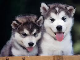 perfekt und gelehrig kleine Husky-Welpen