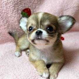 Super s��e Chihuahua Welpen