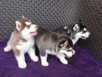 Hochwertiger registrierter Pomsky