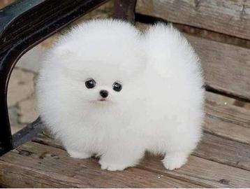 Pomeranian Welpen (Reinrassig) mit Papie
