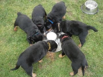 Wundersch�ne Rottweilerwelpen mehrfach