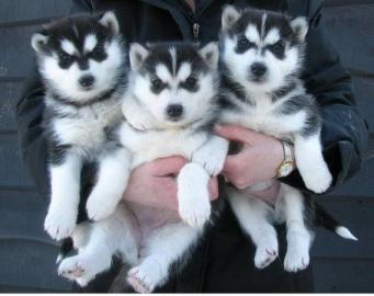 Reinrassige Siberian Husky Welpen- Geimp