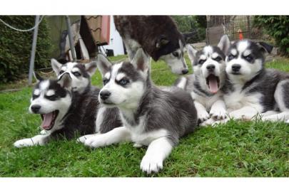 Wir haben Siberian Husky Welpen mit VDH