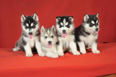 Wir haben Siberian Husky Welpen mit VDH