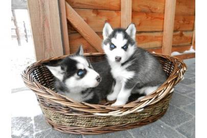 Wir haben Siberian Husky Welpen mit VDH