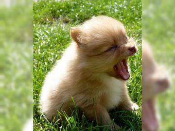 Sch�ne reinrassige Pomeranian Welpen mit