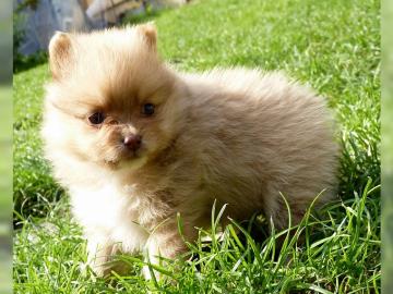 Sch�ne reinrassige Pomeranian Welpen mit