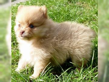 Sch�ne reinrassige Pomeranian Welpen mit
