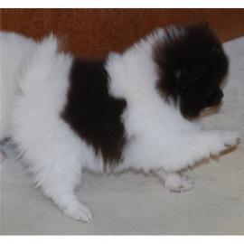 Pomeranian Zwergspitz welpen