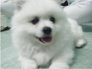 Pomeranian Zwergspitz welpen