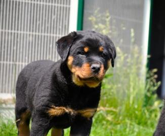 Reinrassiges Rottweiler welpen