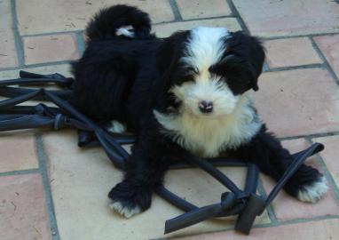 Tibet Terrier S��e Welpen