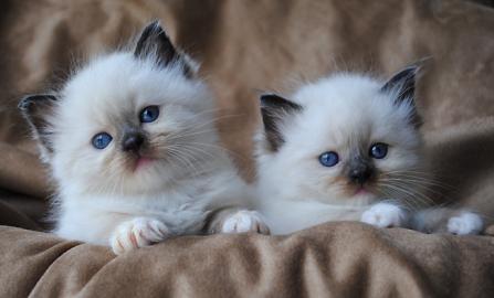 Ragdoll Kitten mit Stammbaum