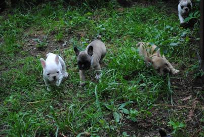 Wundersch�ne Franz. Bulldogge !