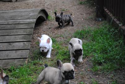Wundersch�ne Franz. Bulldogge !