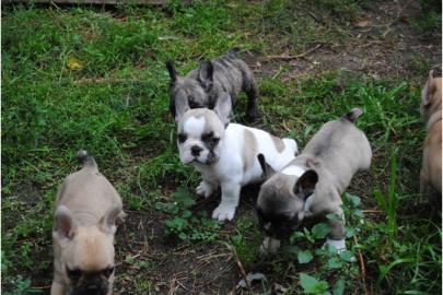 Wundersch�ne Franz. Bulldogge !
