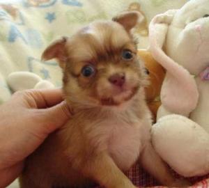 Super S��e Chihuahua Welpen. 