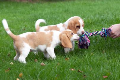 Wundersch�ne reinrassige Beaglewlpen suc