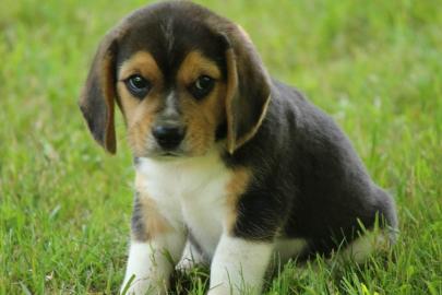 Wundersch�ne reinrassige Beaglewlpen suc