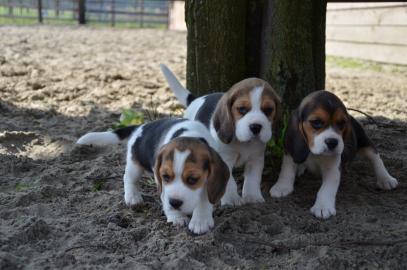 Wundersch�ne reinrassige Beaglewlpen suc
