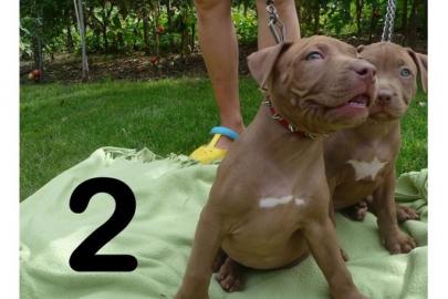 American Pit Bull Terrier Red Nose Welpe