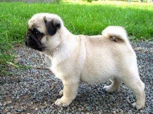 Mops Welpen - schwarz und beige