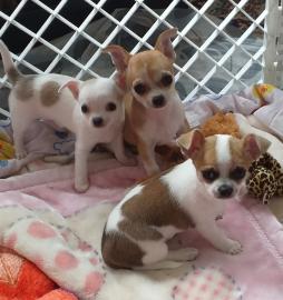 Chihuahua Welpen zur Verf�gung