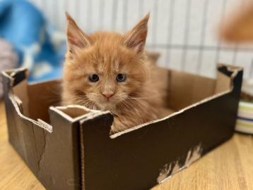 Wundersch�ne, verspielte Maine Coon M�dc