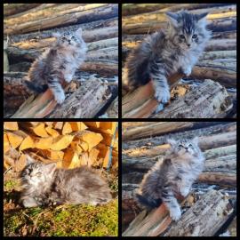 Wundersch�ne, verspielte Maine Coon M�dc