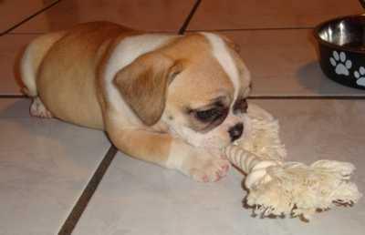 Bulldogge Welpen zur Annahme