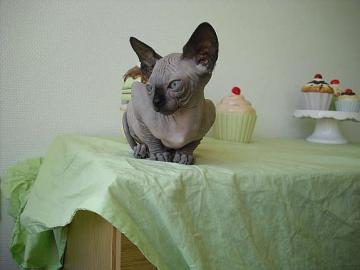 Wundersch�ne Canadian Sphynx Kitten