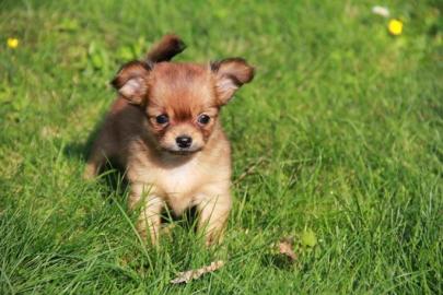 Bezaubernde Chihuahua Welpen in Langhaar