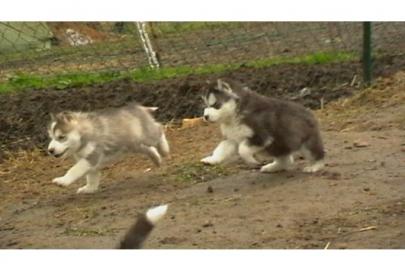 Super wuschlige ,Sib.  Husky welpen