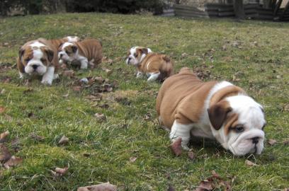 Bildsch�ne english Bulldog Welpen