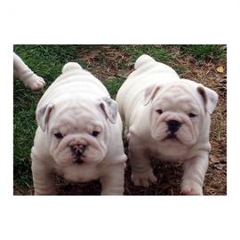 Bildsch�ne english Bulldog Welpen