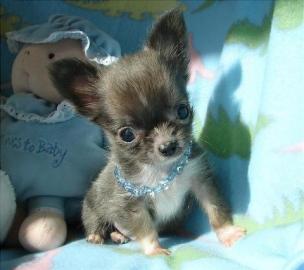 chihuahua welpen