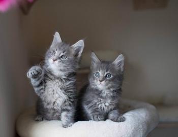 Sch?ne Maine Coon K?tzchen zu verkaufen