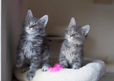 Sch?ne Maine Coon K?tzchen zu verkaufen