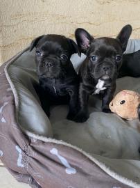 Franz?sische Bulldoggen mit Stammbaum