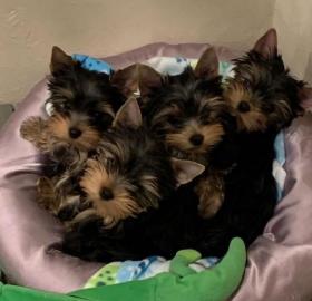 Yorkshire Terrier Welpen