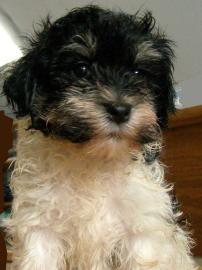 Havanese Bichon Welpen