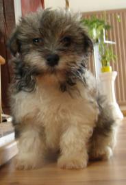 Havanese Bichon Welpen