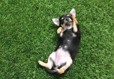 Chihuahua-Welpen zu verkaufen